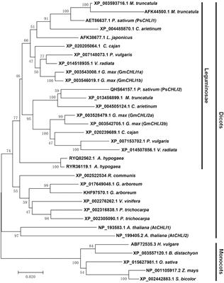 Molecular Characterization of Mg-Chelatase CHLI Subunit in Pea (Pisum sativum L.)